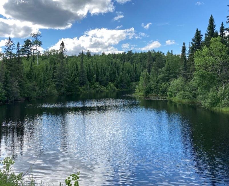 A scenic view of a river in the forest