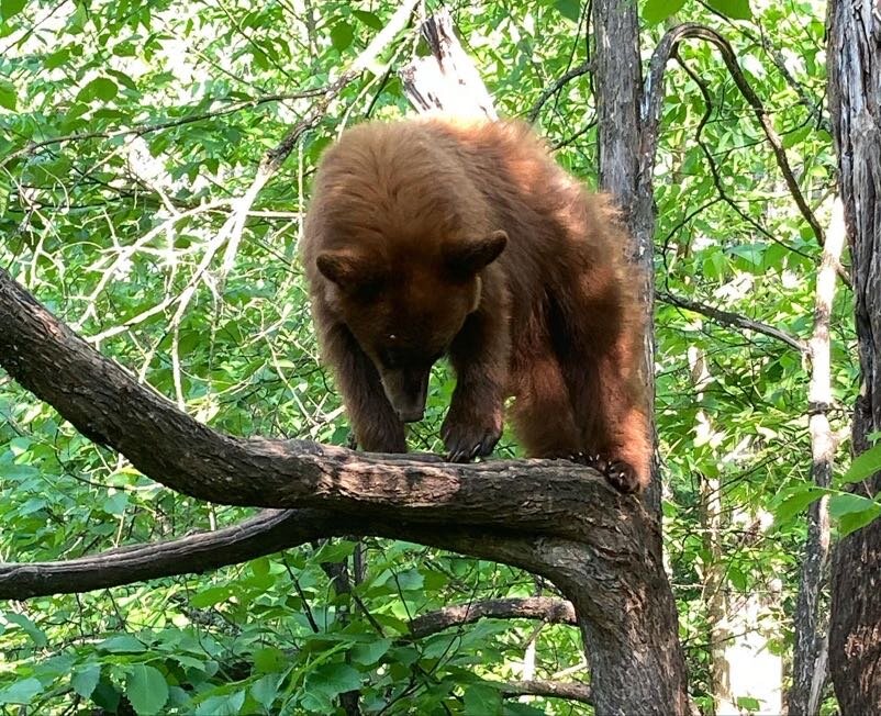 A Bear at Vince Shute Wildlife Sanctuary