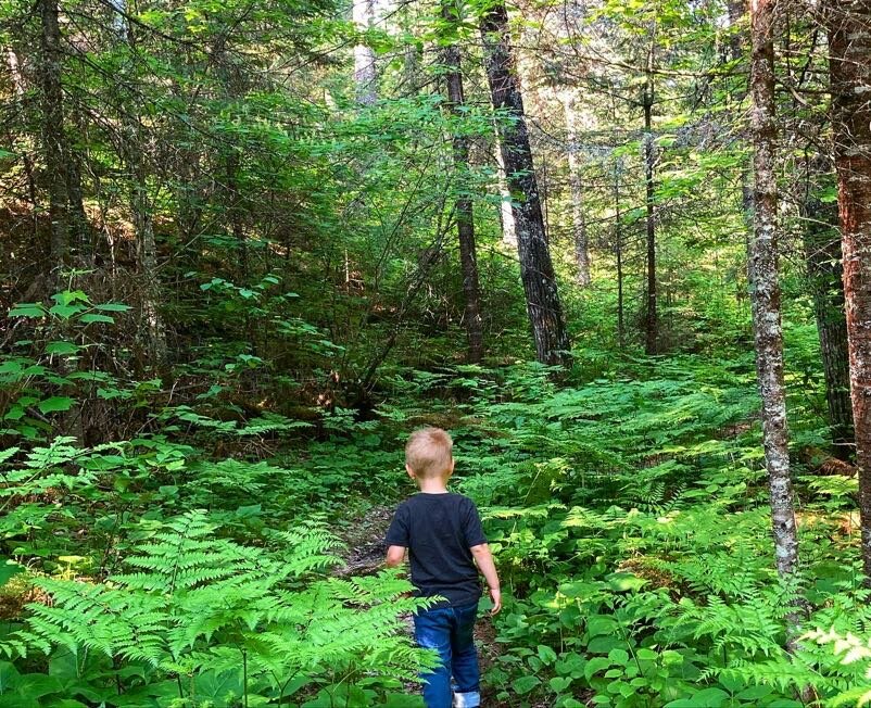 Voyageurs Forest Overlook