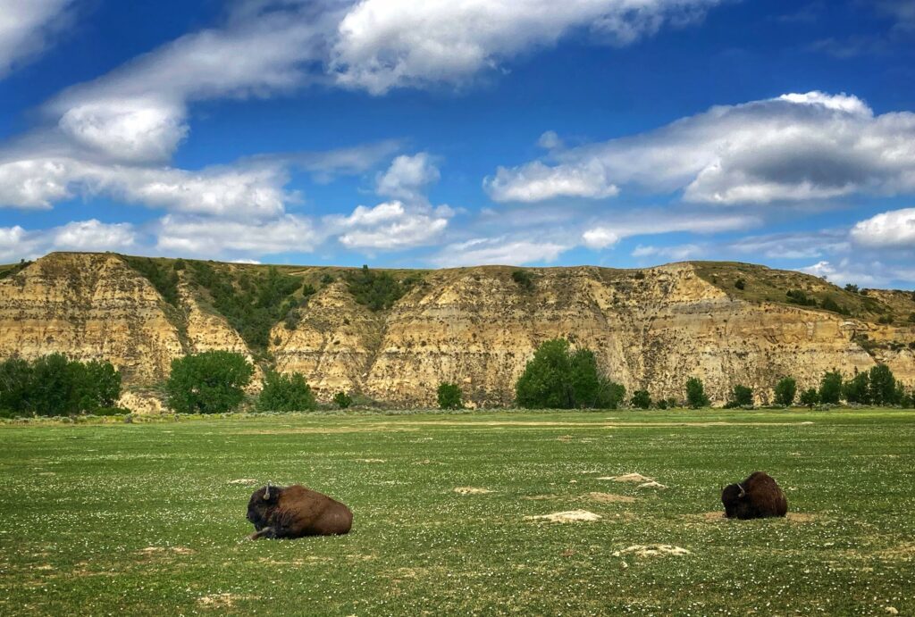 Bison in a field