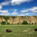 Bison in a field