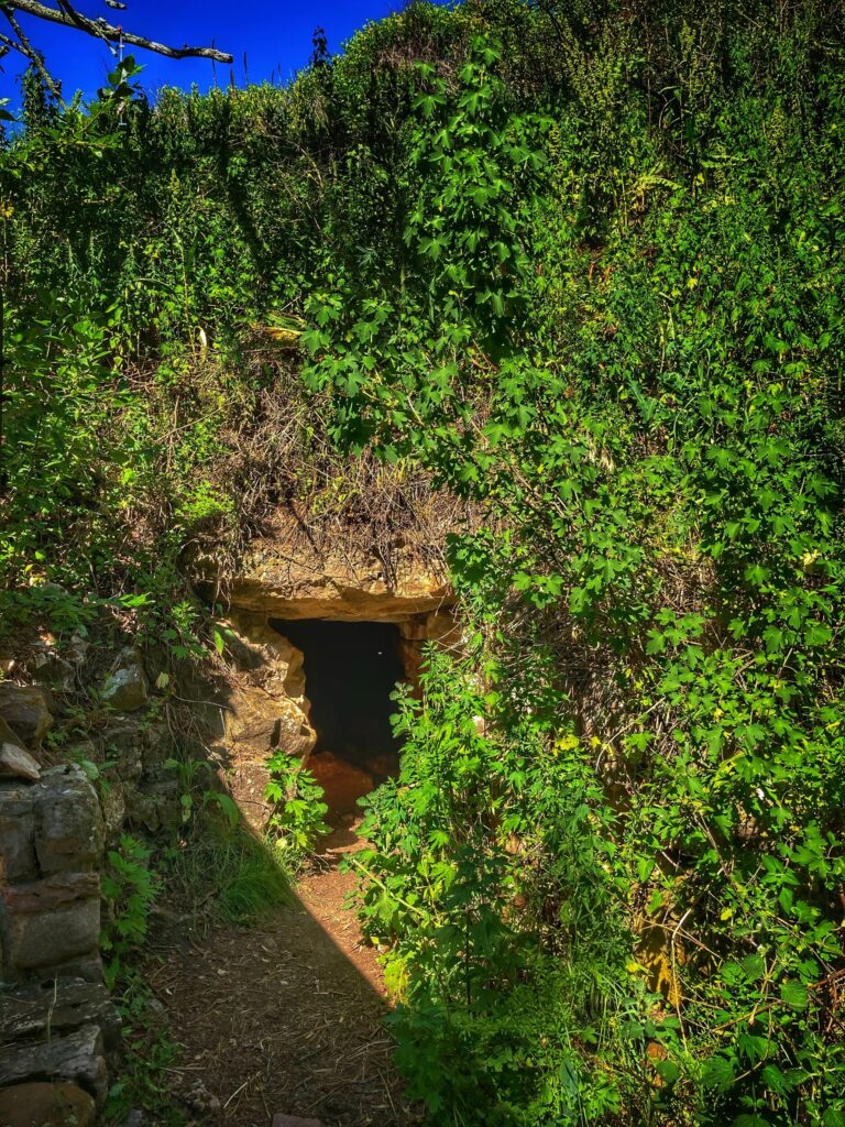 A cave amongst foliage