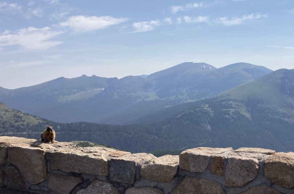 A marmot perched on the Trail Ridge Road “guardrail”
