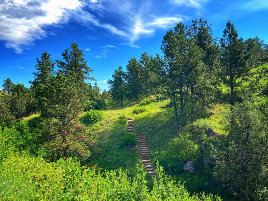 Stairs through lush greenery