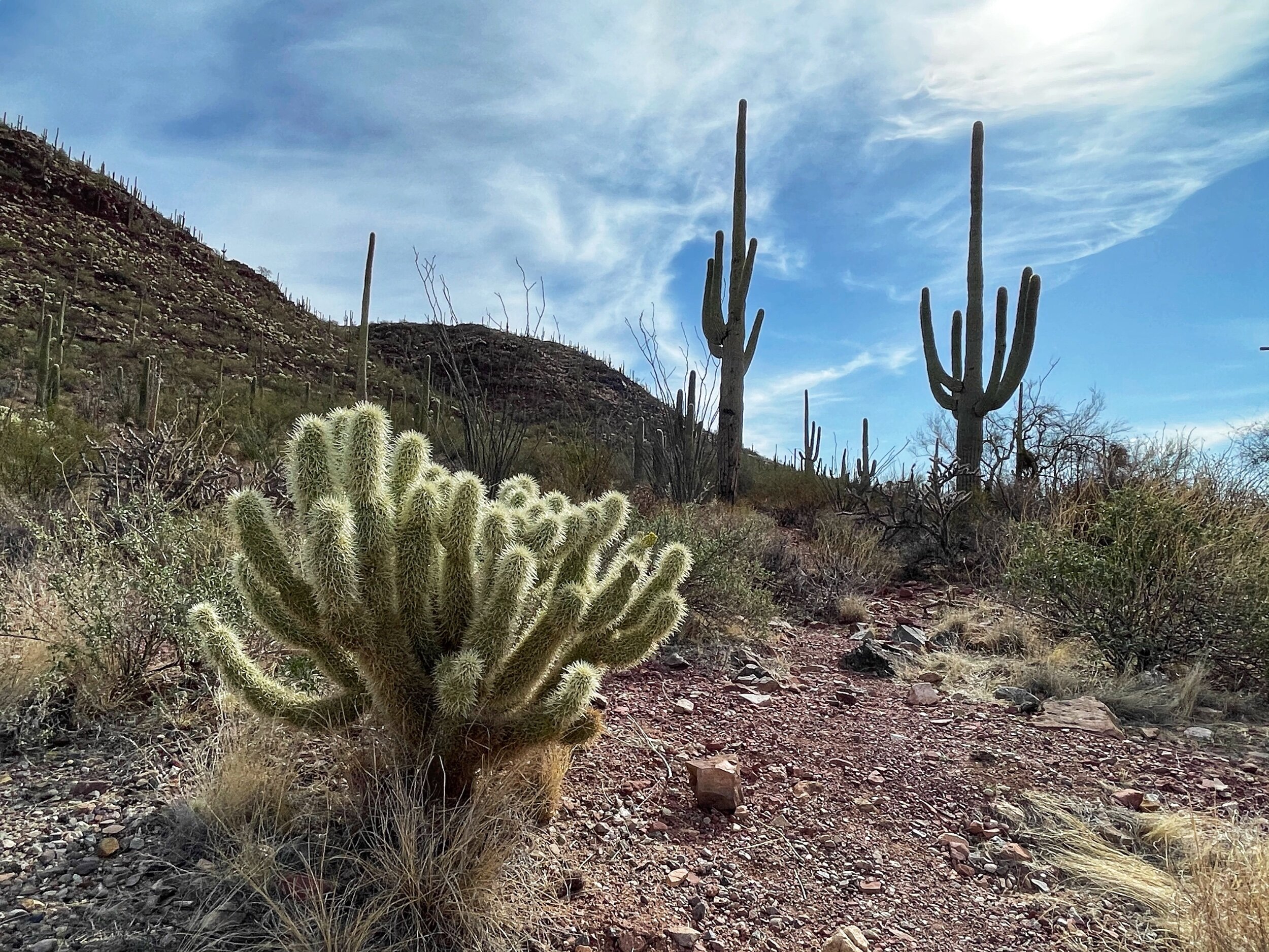 for sale cactus Cactus for Sale| Live Cactus Plants for Sale| Buy Cactus Online 4 Pack