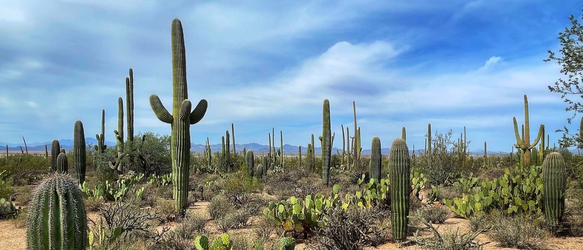 Saguaro National Park – Arizona